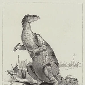 Restored Figure of the Iguanodon (engraving)