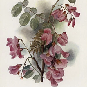 Robinia Hispida (colour litho)