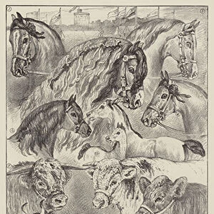 The Royal Agricultural Societys Show at Windsor, Prize Horses and Cattle (litho)