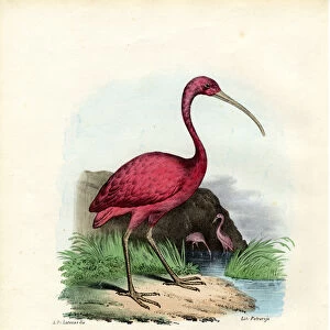 Scarlet Ibis, 1863-79 (colour litho)