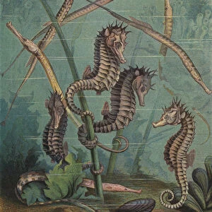 Seahorses and pipefish (coloured engraving)