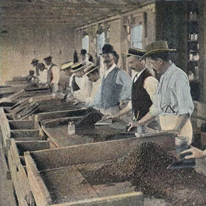 Searching Tables at the Diamond Mines (coloured photo)