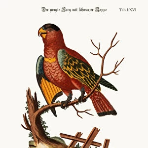 The second Black-capped Lory, 1749-73 (coloured engraving)