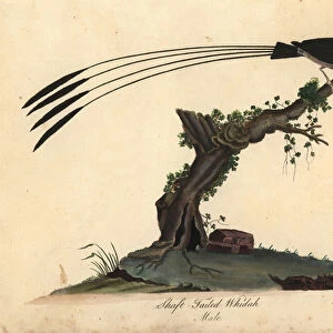 Shaft-tailed whydah, Vidua regia. (Shaft-tailed whidah, Emberiza regia) Handcoloured copperplate engraving of an illustration by William Hayes and his daughter M (Matilda) from Portraits of Rare and Curious Birds from the Menagery of Osterly Park