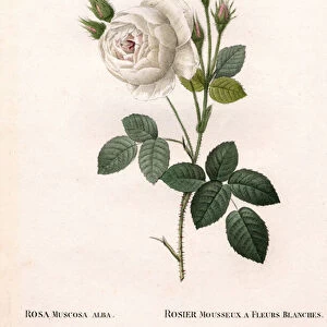 Shailers white moss rose, Rosa centifolia var. alba-muscosa, Sparkling rose with white flowers. Handcoloured stipple copperplate engraving from Pierre Joseph Redoutes "Les Roses, "Paris, 1828