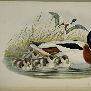 Shell Duck (Tadorna Vulpanser) (hand-coloured litho)