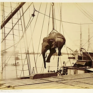 Shipping a Burmese Elephant (b / w photo)