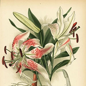 Showy lily, Lilium speciosum. Chromolithograph from an illustration by Desire Bois from Edward Steps Favourite Flowers of Garden and Greenhouse, Frederick Warne, London, 1896