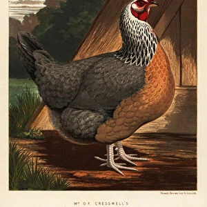 Silver-grey Dorking hen, 1890 (chromolithograph)