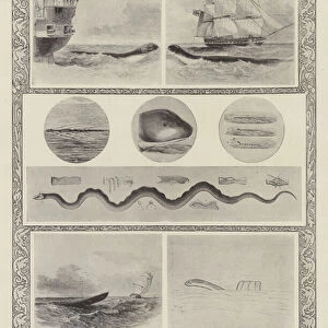 Similarity of the latest seen sea serpent to its predecessors (litho)