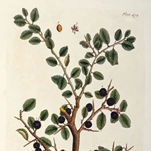 The Sloe Tree, plate 494 from The Curious Herbal