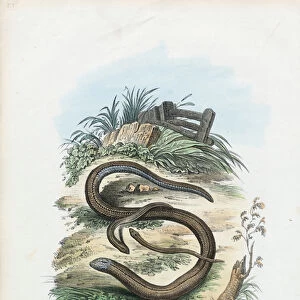 Worm Snake Related Images