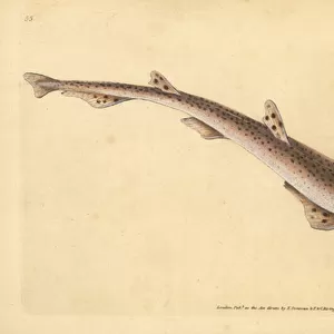 Small spotted catshark, Scyliorhinus canicula (Lesser spotted shark, Squalus catulus). Handcoloured copperplate drawn and engraved by Edward Donovan from his Natural History of British Fishes, Donovan and F. C. and J. Rivington, London, 1802-1808