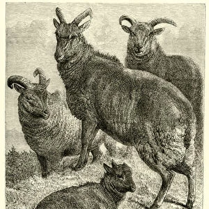 St Kilda Sheep, from life (engraving)