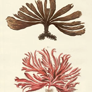 Strange kinds of seaweed (coloured engraving)