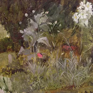 Study of Flowers and Foliage, for The Enchanted Garden