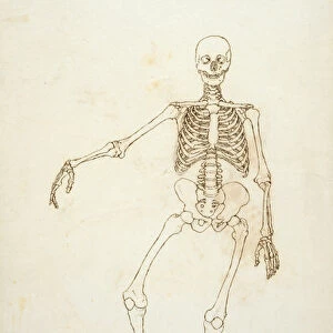 Study of the Human Figure, Anterior View, from A Comparative Anatomical Exposition