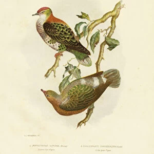 Superb Fruit Pigeon, 1891 (colour litho)