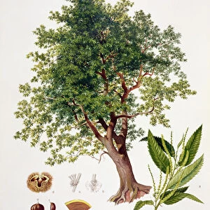 Sweet Chestnut, engraved by A. Hse (colour litho)
