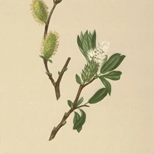 Swiss Willow (Salix Helvetica, Salix Lapponum) (colour litho)