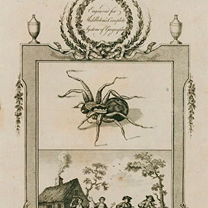 Tarantula and curing its sting by music and dancing (engraving)