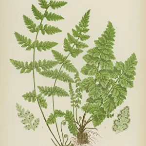 Toothed Bladder Fern, Dickies Fern (colour litho)