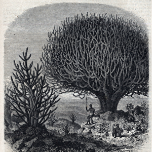 Tree Euphorbo in East Africa (Sudan). Engraving by Freeman In "
