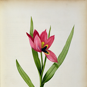 Tulipa oculus-solis, from Tulipe des Jardins, 19th century (coloured engraving)