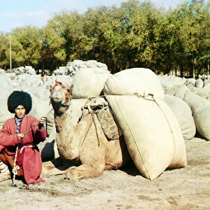 Turkmen man posing with camel loaded with sacks of cotton, Central Asia, Russian Empire