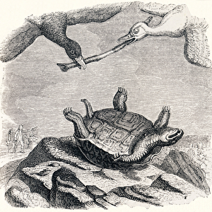the turtle and the two ducks (La tortue et les deux canards) - Fables by La Fontaine