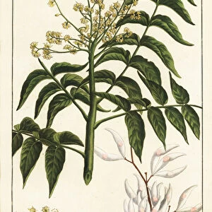 Varnish tree, Ailanthus altissima, or wax tree, Rhus succedanea