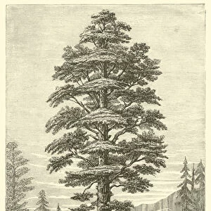Wellingtonia (Sequoia) Gigantea of California (engraving)