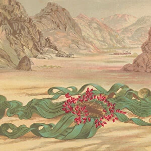 Welwitschia mirabilis, plant of South West Africa (colour litho)