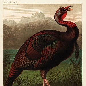 Wild American turkey cock, Meleagris gallopavo, 1890 (chromolithograph)