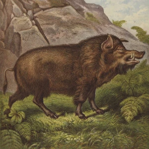 Wild Boar (colour litho)