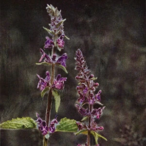 Wild flowers: Hedge Stachys (colour photo)