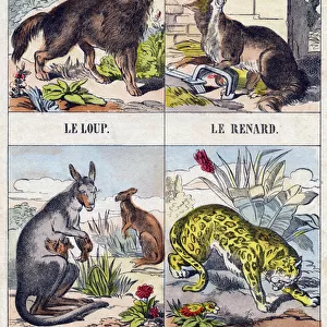 Wolf;Fox;Kanguroo ;Jaguar. Engraving in "Buffon Alphabet des Animaux"