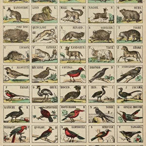 A to Z of animals and birds (coloured engraving)