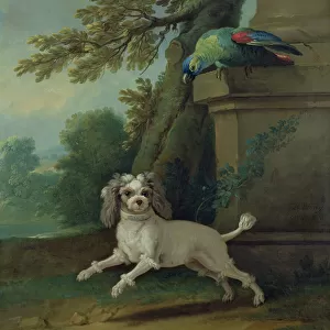 Zaza, the dog, c. 1730 (oil on canvas)