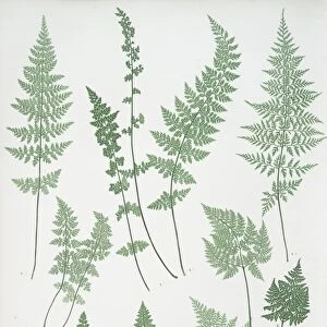 A. Cystopteris fragilis. B. C. regia. C. C. montana. The brittle bladder fern, The Alpine