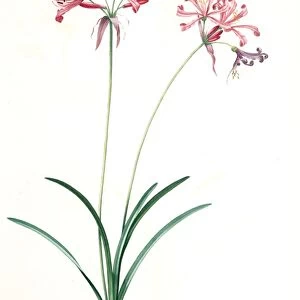 Amaryllis humilis, Nerine humilis; Amaryllis peu elevee, Nerine Lily, Redoute, Pierre
