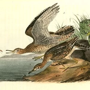 Bartramian Sandpiper. 1. Male. 2. Female. Audubon, John James, 1785-1851