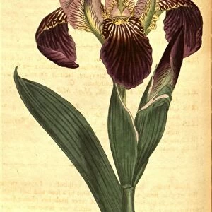 Botanical print by Sydenham Teast Edwards 1768 a 1819, Sydenham Edwards was a natural