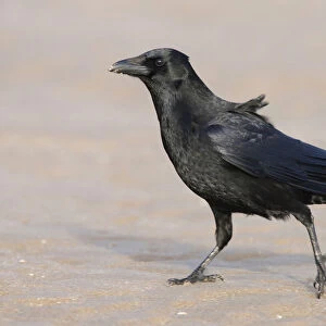 Carrion Crow walking at the beach, Corvus corone, Netherlands