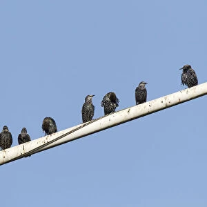 Common Starlings group perched, Sturnus vulgaris
