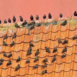Common Starlings (Sturnus vulgaris) perched on a roof, Sturnus vulgaris, Netherlands