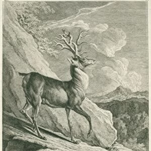 A deer, Johann Elias Ridinger, 1708 - 1767