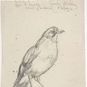 European Jay ca 1863 Graphite 3 13 / 16 x 2 11 / 16