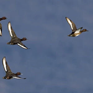 Ferruginous Ducks in flight, Aythya nyroca, Italy