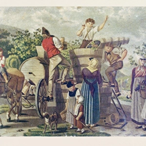 The harvesting of wine grapes, 19th century engraving, time of harvest, ripeness